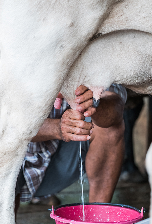 Cow milking at agro farm