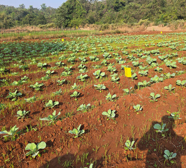 Farm Food