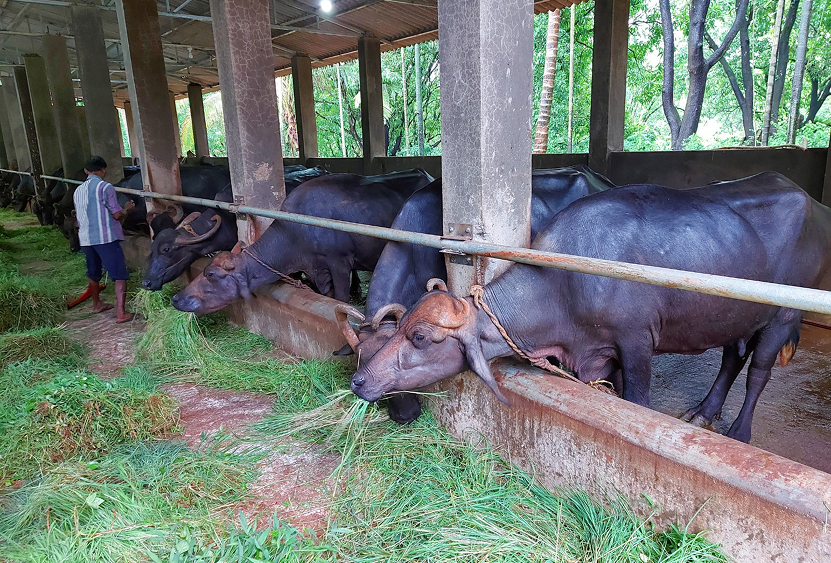 Buffalo feeding in farm tourism