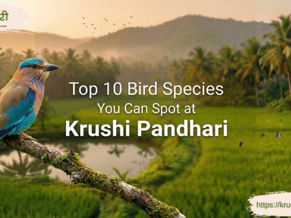Top 10 Birds in Konkan You Can Spot at Krushi Pandhari