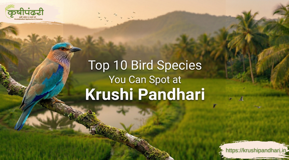 Top 10 Birds in Konkan You Can Spot at Krushi Pandhari