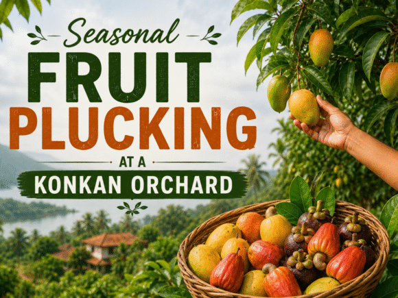 Seasonal Fruit Plucking at a Konkan Orchard